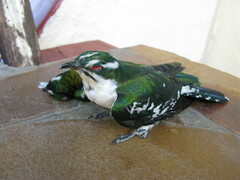 Chrysococcyx caprius