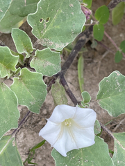 Datura arenicola