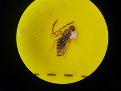 Opomyzidae