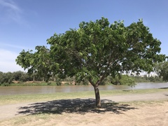 Albizia inundata