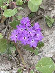 Abronia villosa