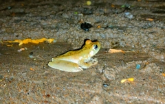 Dendropsophus