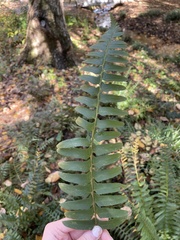Polystichum acrostichoides