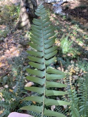 Polystichum acrostichoides