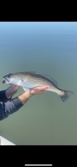 Cynoscion nebulosus