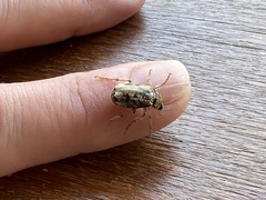 Coleoptera