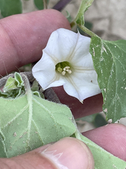 Datura arenicola