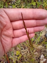 Alopecurus myosuroides