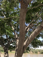 Albizia inundata