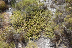 Diastella divaricata divaricata