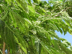 Albizia inundata