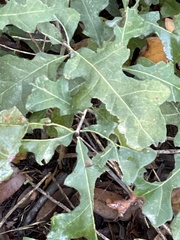 Quercus sinuata