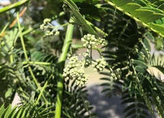 Albizia inundata