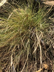 Aristida purpurea
