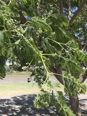 Albizia inundata