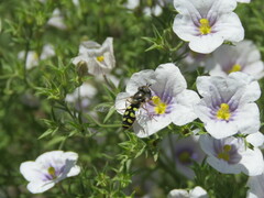 Austroscaeva occidentalis