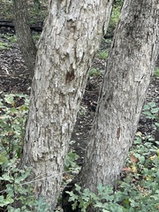Quercus sinuata