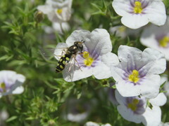 Austroscaeva occidentalis