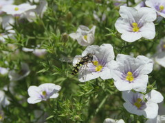 Austroscaeva occidentalis