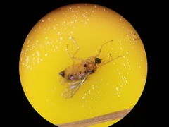 Elaphropeza ephippiata