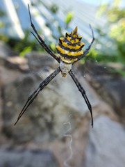 Argiope australis