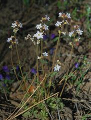 Lithophragma tenellum
