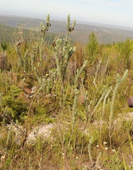 Schistostephium umbellatum