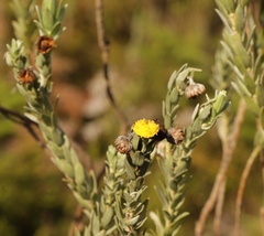 Schistostephium umbellatum