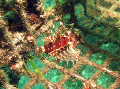 Dendrochirus brachypterus