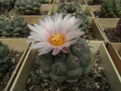 Thelocactus hexaedrophorus