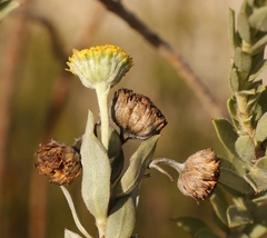 Schistostephium umbellatum