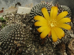 Rebutia minuscula