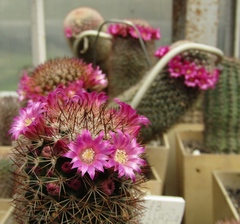 Mammillaria nunezii