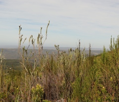 Schistostephium umbellatum