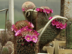 Mammillaria nunezii