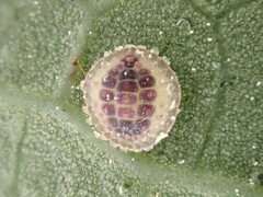 Epelidochiton piperis