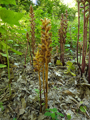 Orobanche laxissima