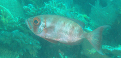 Priacanthus hamrur