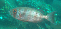 Priacanthus hamrur