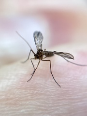 Keroplatidae
