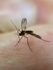 Keroplatidae