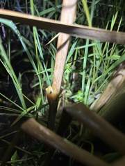 Hyperolius pickersgilli