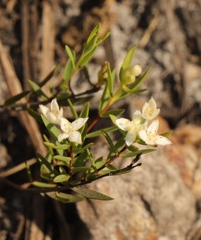 Lachnaea burchellii