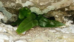 Asplenium sagittatum
