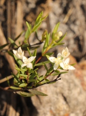 Lachnaea burchellii