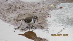 Charadrius tricollaris