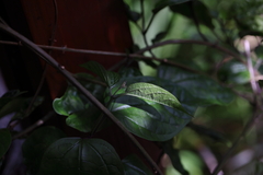 Clerodendrum japonicum