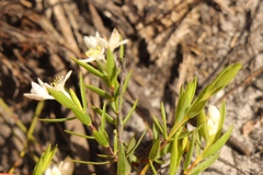Lachnaea burchellii