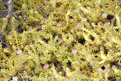 Diastella divaricata divaricata