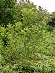 Salix aurita